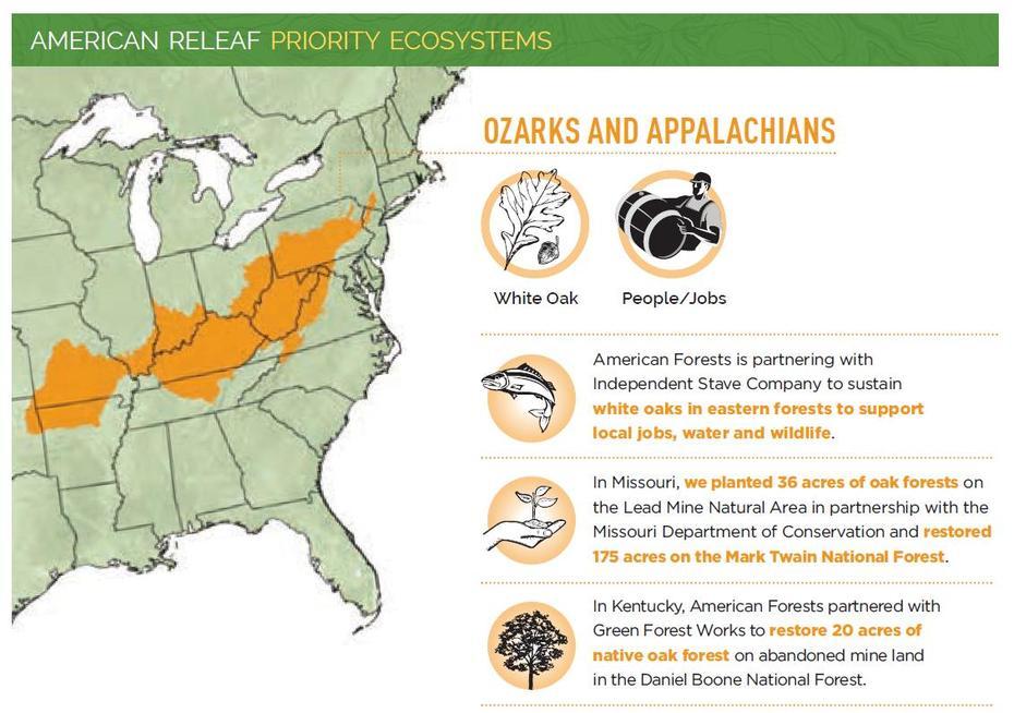 Notes Of Oak – American Forests, Oak Forest, United States, Usa Forest, Virgin Forest