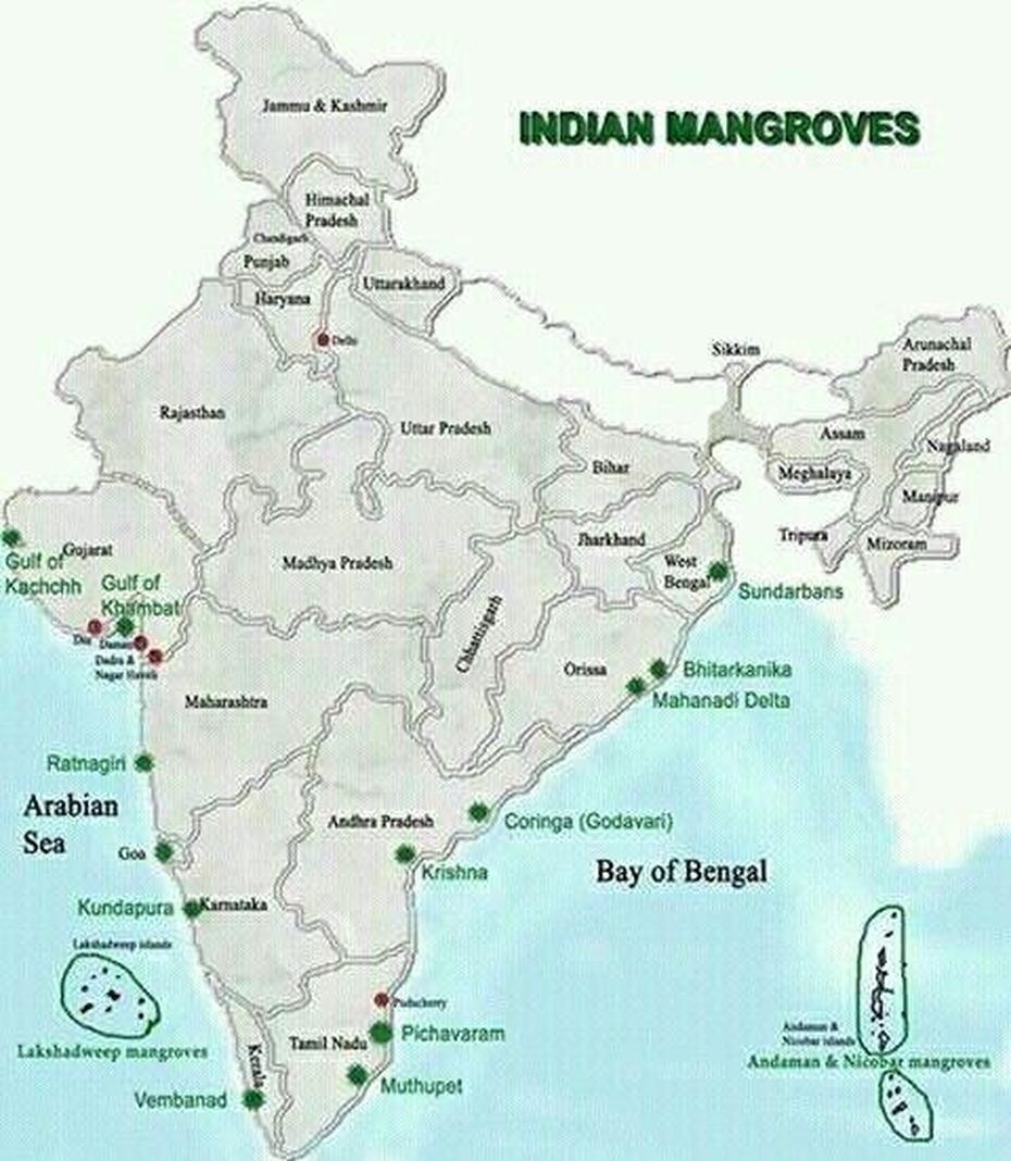 Indian Mangrove Distribution | Mangrove, Ratnagiri, Bay Of Bengal, Mangūr, India, Snakehead  Fish, Thai Mangur  Fish