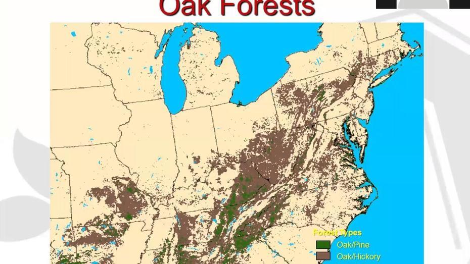 The Future Of Oak Forests: Ecology, Managemet, And Regeneration – Youtube, Oak Forest, United States, Us  With States, Forest Cover