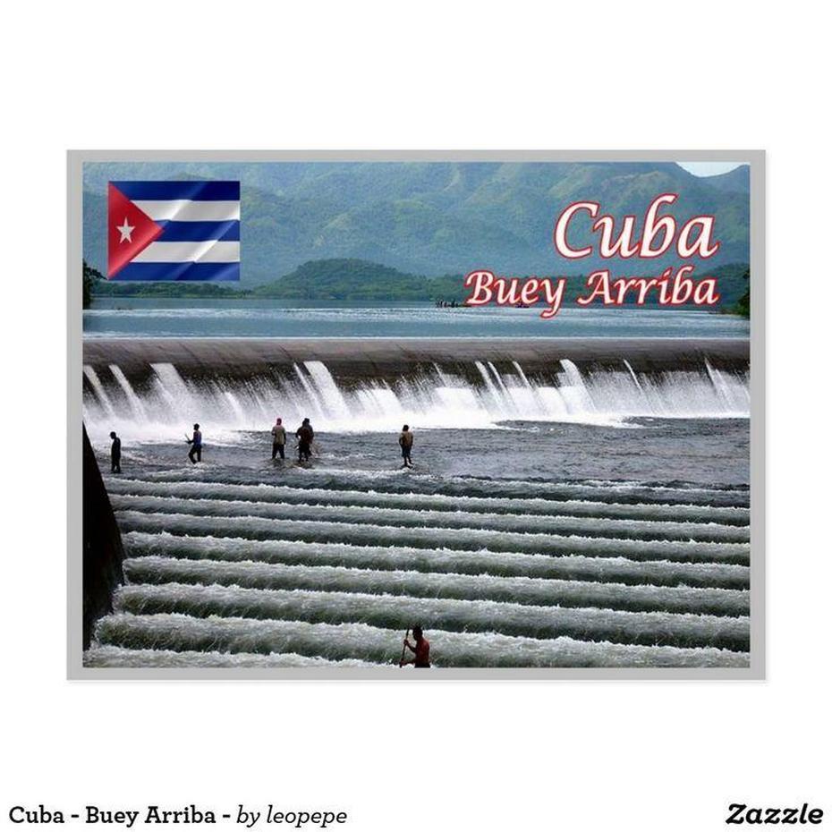 Cuba – Buey Arriba – Postcard | Zazzle | Postcard, Postcard Size …, Buey Arriba, Cuba, Buey De Mar, Buey Animal