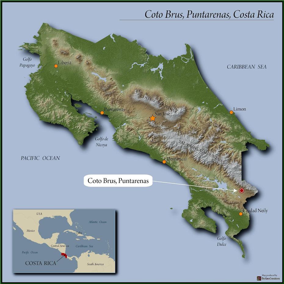Costa Rica Coto Brus-Puntarenas | Royal Coffee, Coto Brus, Costa Rica, Costa Rica Islands, Manzanillo Costa Rica